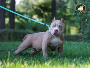 Big Dog Loop Leash